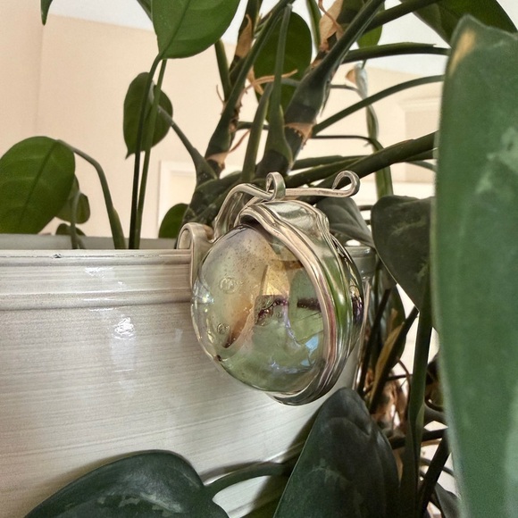 Marble Fork Snail - Picture 3 of 10